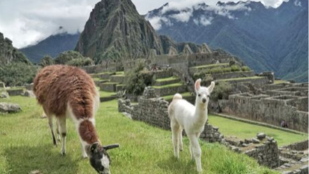 Peru_Llamas_intro_2