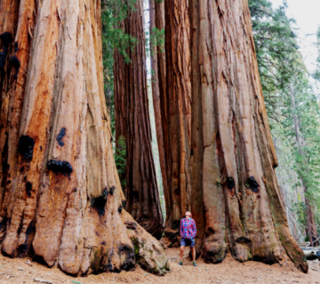 Oregon Redwoods 750x500